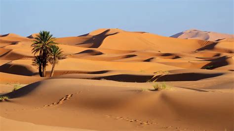 Le désert du Sahara : biodiversité, menaces, et。